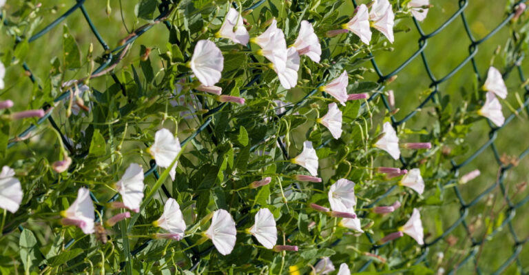 The 10 Plants Oregon Gardeners Should Watch Closely In May Before They Take Over