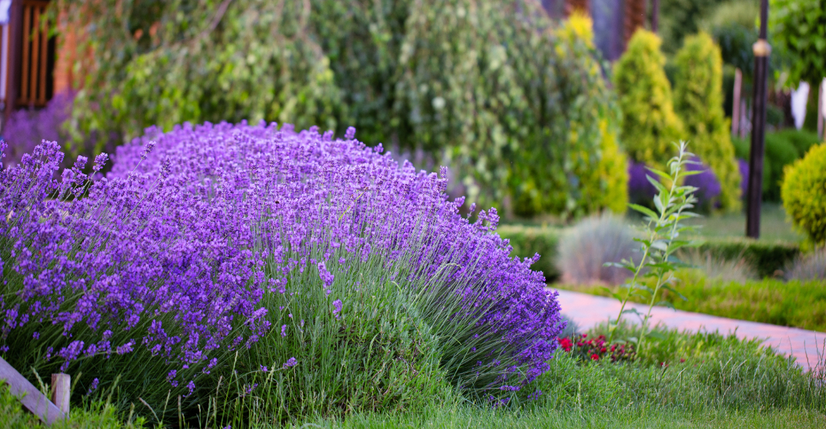 lavender in garden
