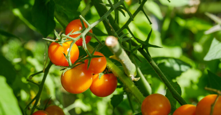 The 7 Best Tomato Varieties For Oregon’s Short Summer Season