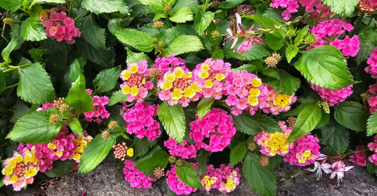 lantana