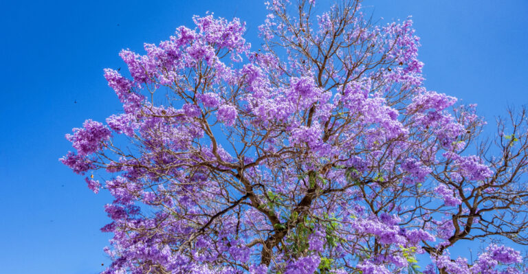 jacaranda tree