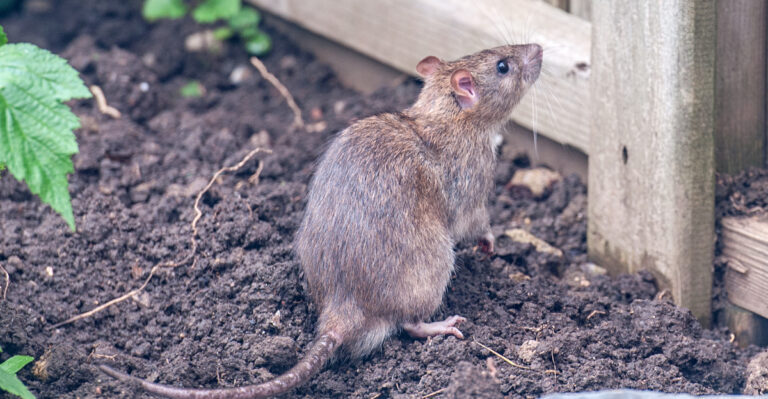 rat