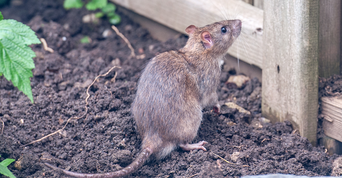 rat