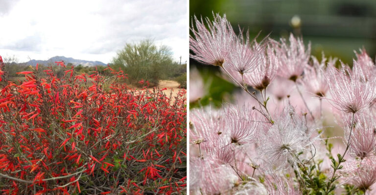 The 8 Arizona Shrubs That Handle Summer Heat Without Extra Water