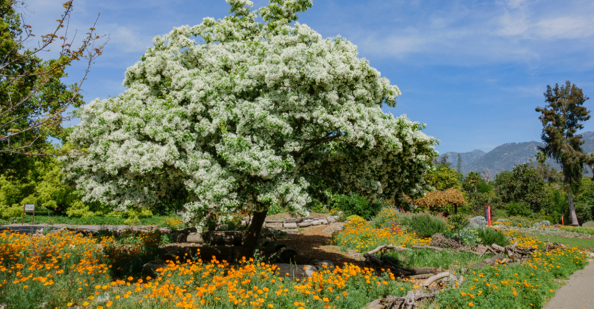 fringe tree