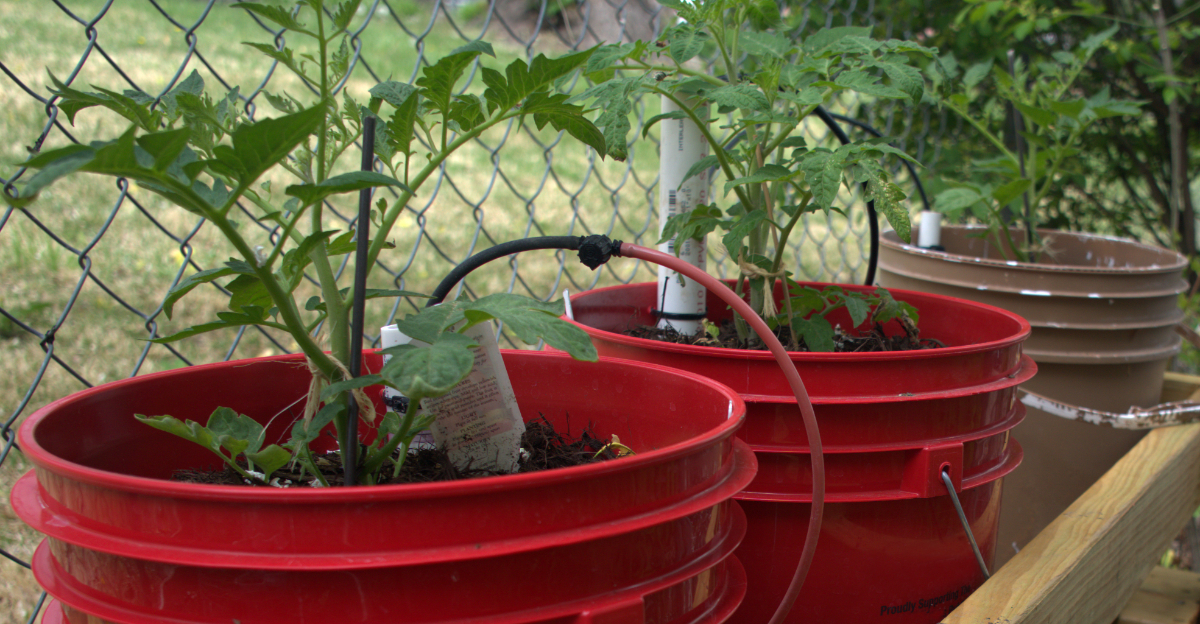tomato plants (featured image)