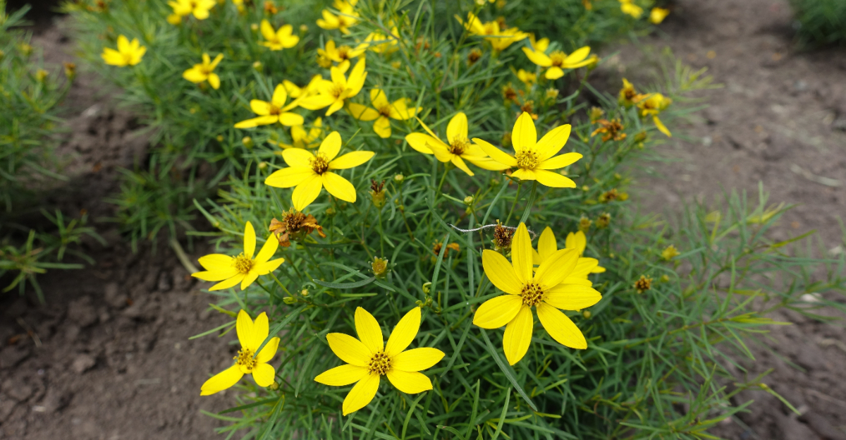 coreopsis