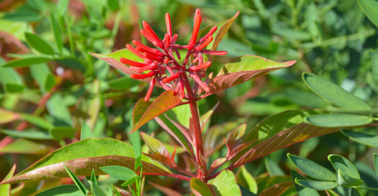 firebush