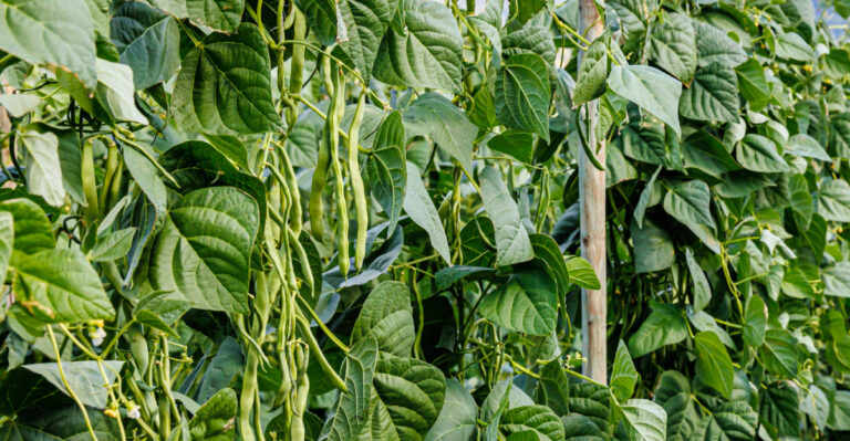 Vegetables (featured image)