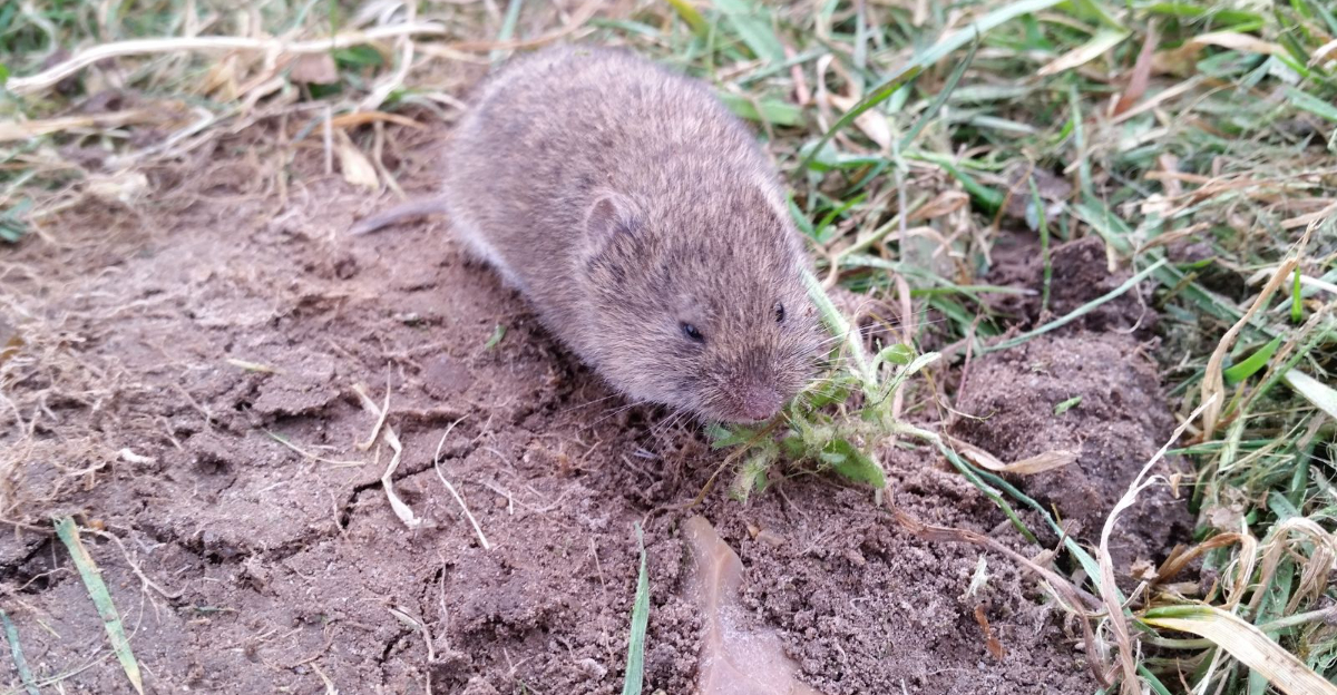 vole in garden
