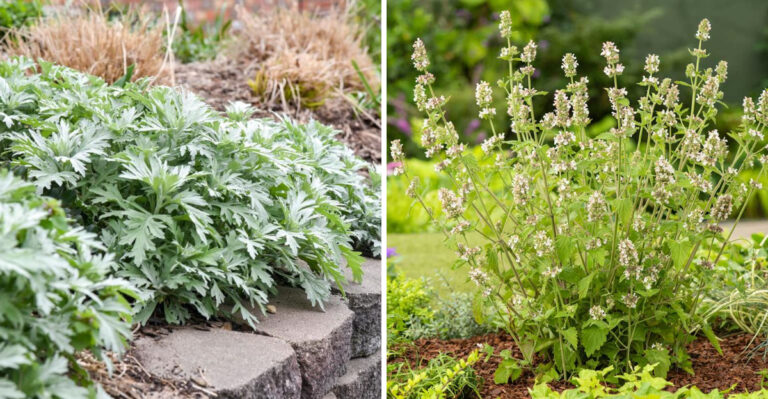 wormwood and catnip