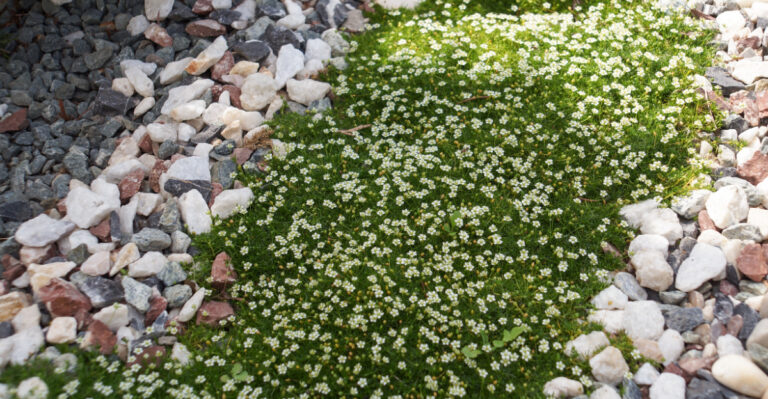 The 9 Best Low-Growing Plants For California Walkways That Stay Tidy