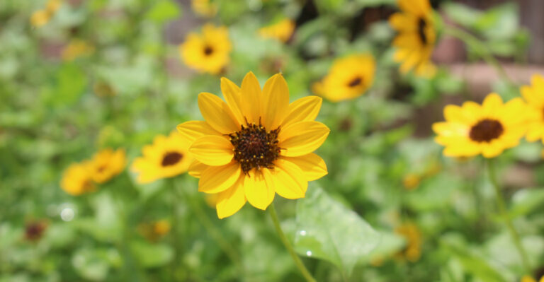 dune sunflower