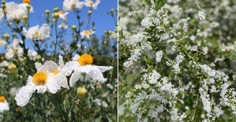The 9 Plants That Make California Gardens Glow In Moonlight