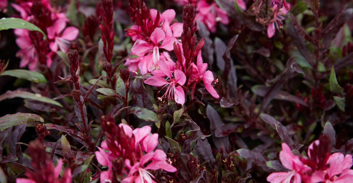 plant (featured image)