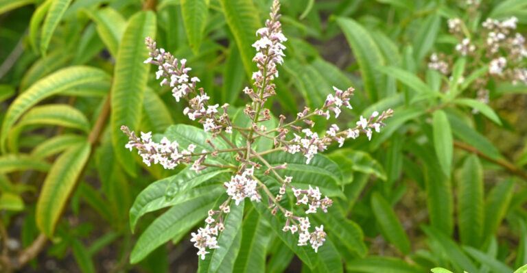 The Ant-Repelling Plants California Gardeners Are Planting Near Entryways