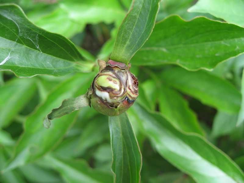 The Ants Are Not Eating Your Peony Buds The Ants Are Not Eating Your Peony Buds