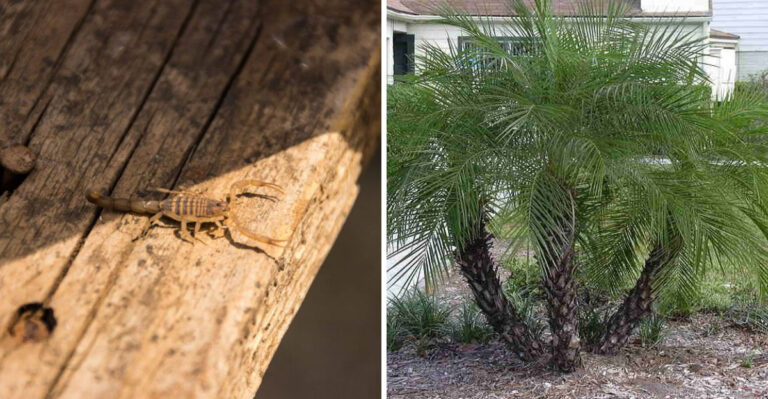The Arizona Backyard Features Where Scorpions Commonly Hide During Summer
