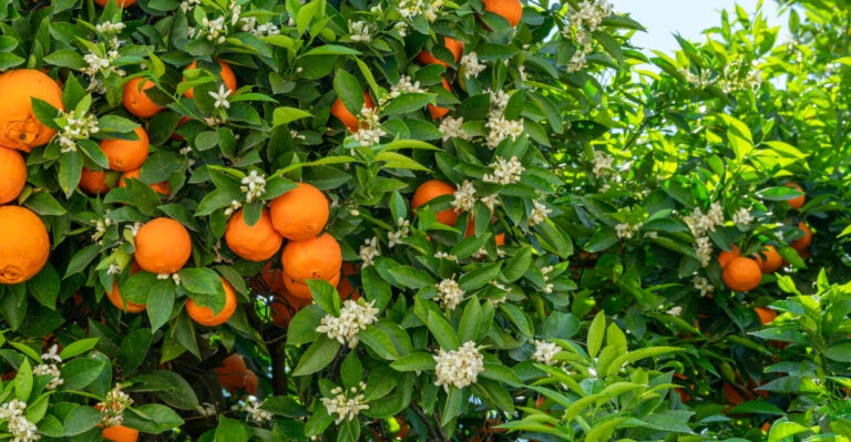 citrus tree (featured image)