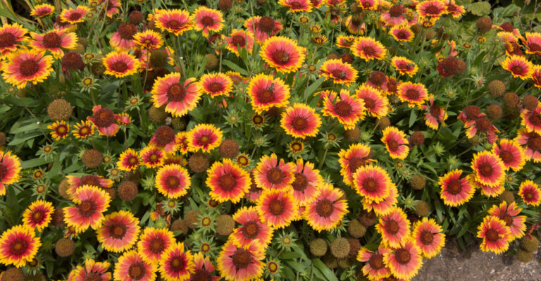 blanket flower (featured image)