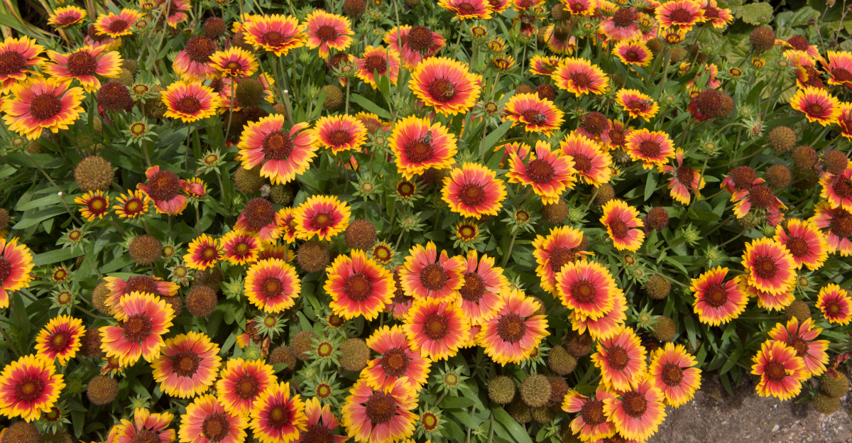blanket flower (featured image)