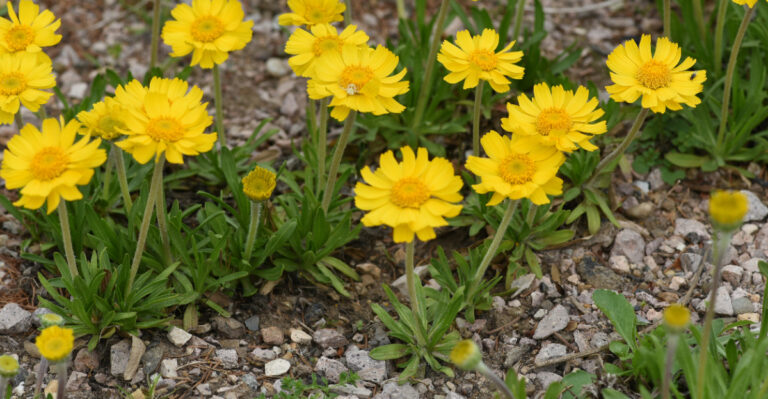 plant (featured image)