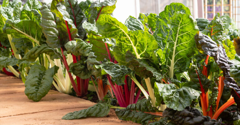vegetables (featured image)