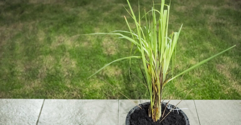 lemongrass (featured image)
