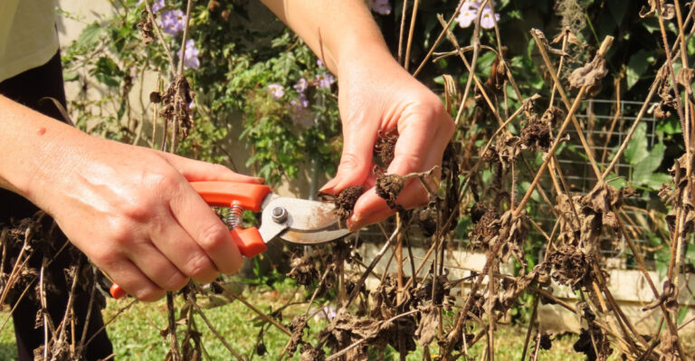 The Arizona Wildflower Mistake That Prevents Reseeding Next Spring