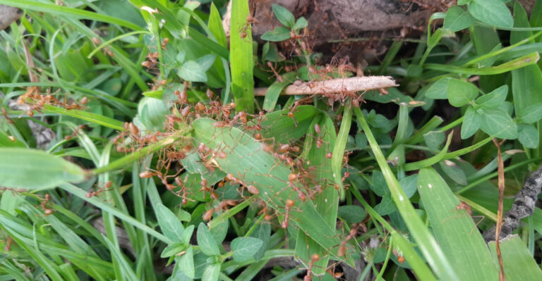 The Backyard Mistakes That Bring Ants Into California Gardens