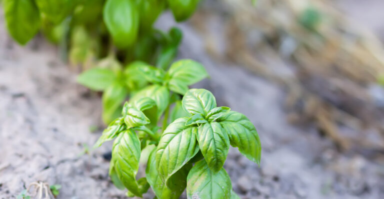 The Basil Problems Illinois Gardeners Face Every June (And Simple Ways To Avoid Them)