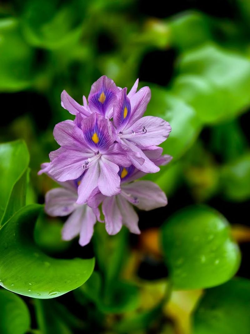The Beauty That Makes Water Hyacinth So Tempting