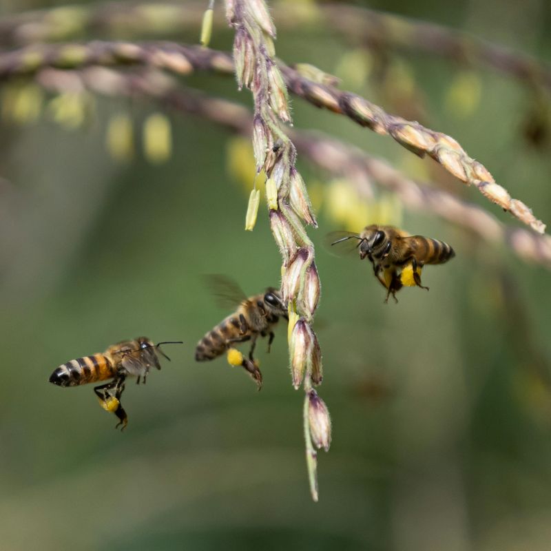 The Bees Throw A Party The Bees Throw A Party