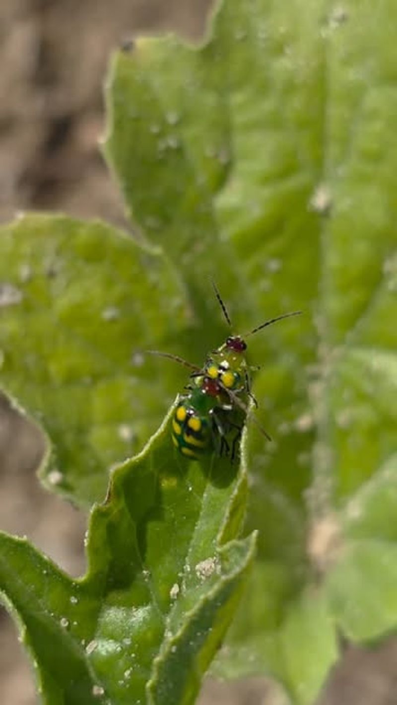 The Beetles Feed On Much More Than Cucumbers