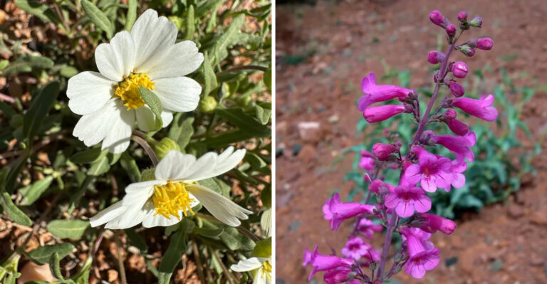The Best Arizona Plants For Filling Empty Spaces Without Taking Over