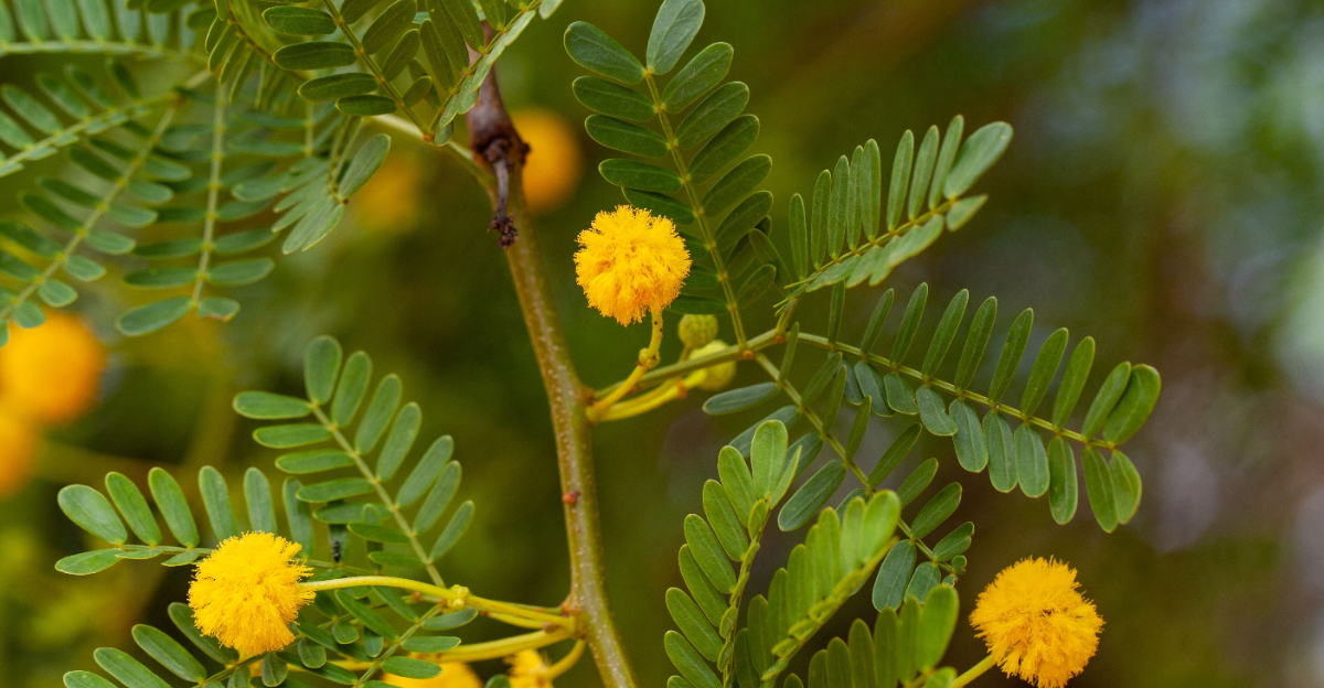 plant (featured image)