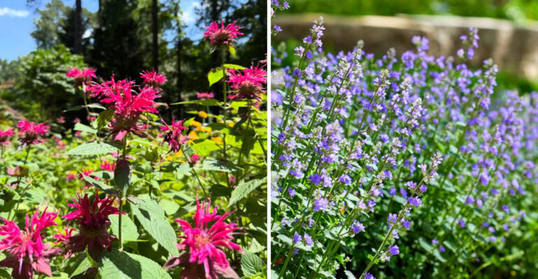 bee balm and catnip