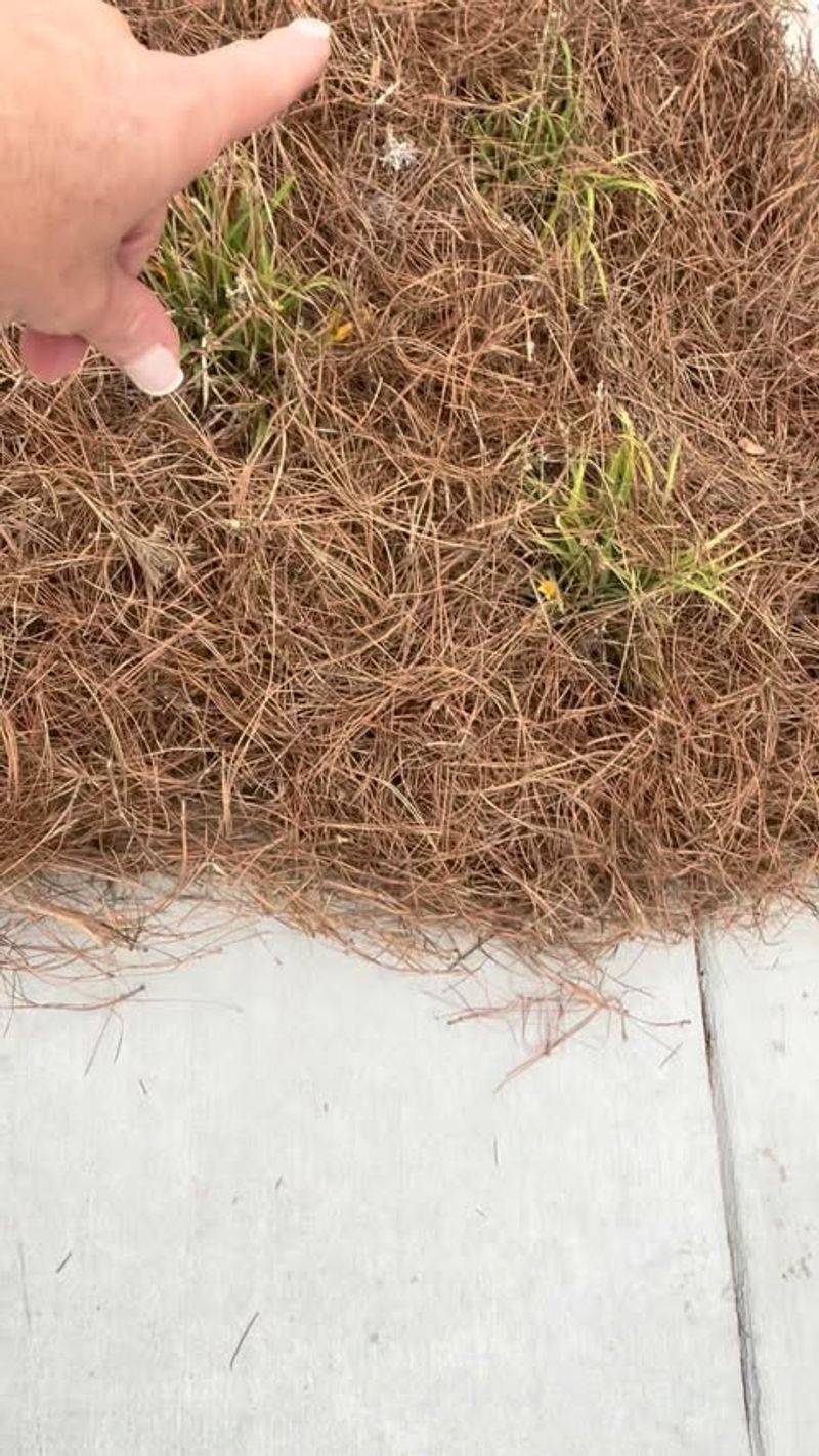 The Best Choice Depends On Your Soil, Plants, And Garden Style