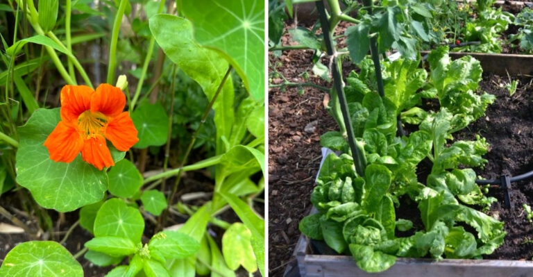 The Best Companion Plants For Michigan Tomatoes That Actually Make A Difference