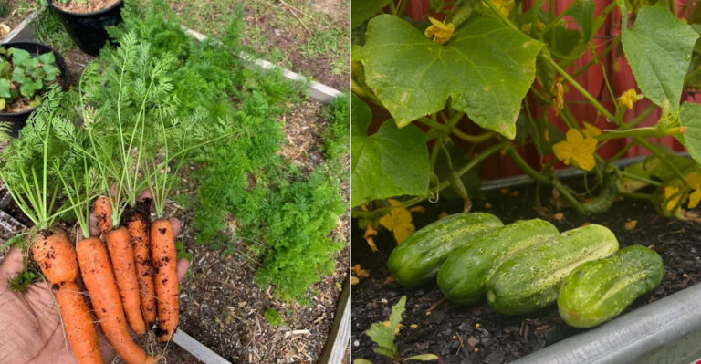 The Best Crops To Plant After Radishes Finish In Oregon