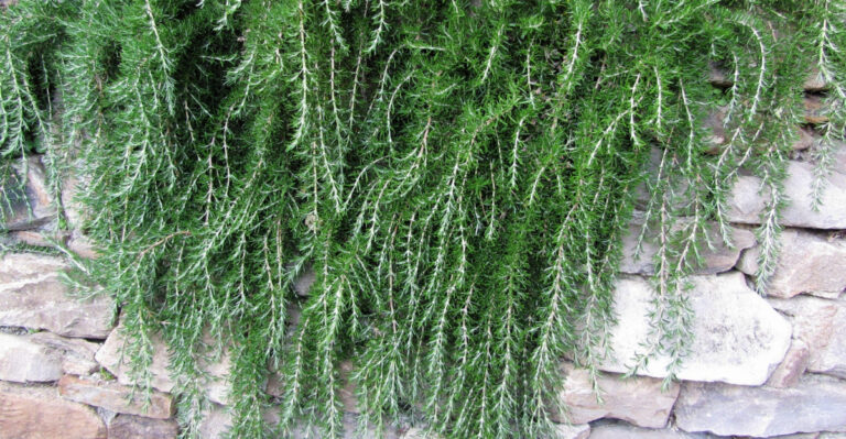 The Best Drought-Tolerant Arizona Plants For Full Sun Slopes That Stay Green Through Summer