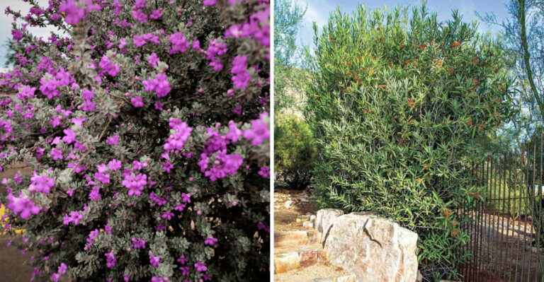 The Best Drought-Tolerant Arizona Shrubs For Privacy That Look Good Year-Round
