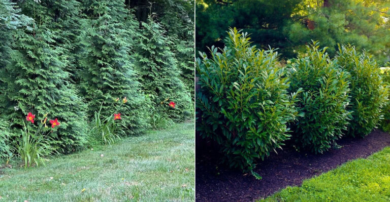 The Best Fast-Growing Privacy Shrubs For Western Oregon