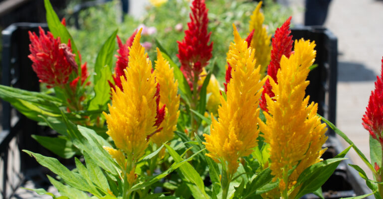 red and yellow celosia