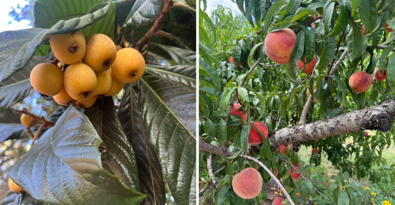 loquat and peach tree