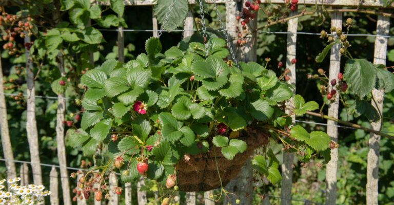 strawberries in basket