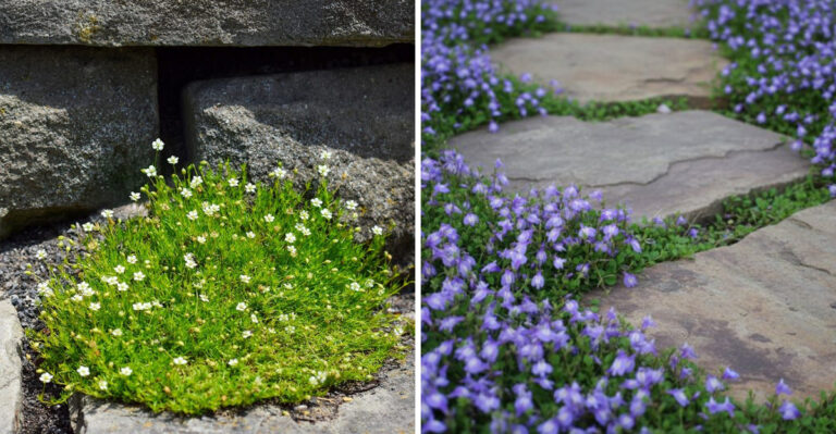 The Best Groundcovers That Can Handle Foot Traffic On Ohio Garden Paths