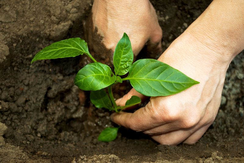 The Best Heat-Loving Vegetables To Plant In May