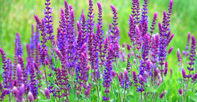 The Best Heat-Tolerant Plants Ohio Gardeners Should Start In May For A Thriving Summer Garden