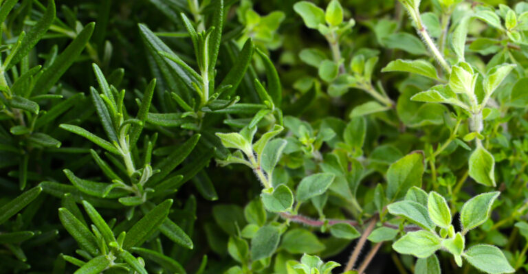 herbs (featured image)